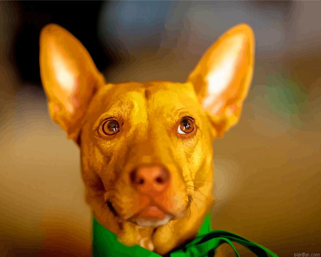 Cute Pharaoh Hound Paint By Numbers.png