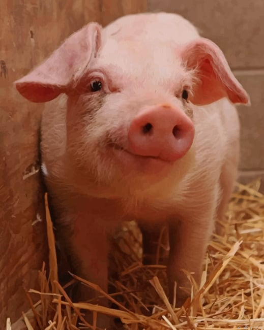 Cute Pig New Paint By Numbers.png