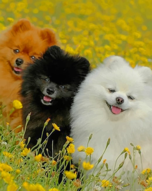 Cute Pomeranian Dogs Paint By Numbers.png