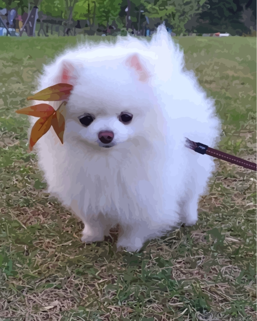 Cute Pomeranian Paint By Number.png