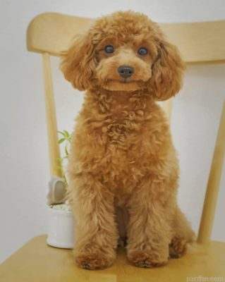 Cute Poodle Paint By Number.png