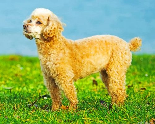 Cute Poodle Puppy Paint By Number.png
