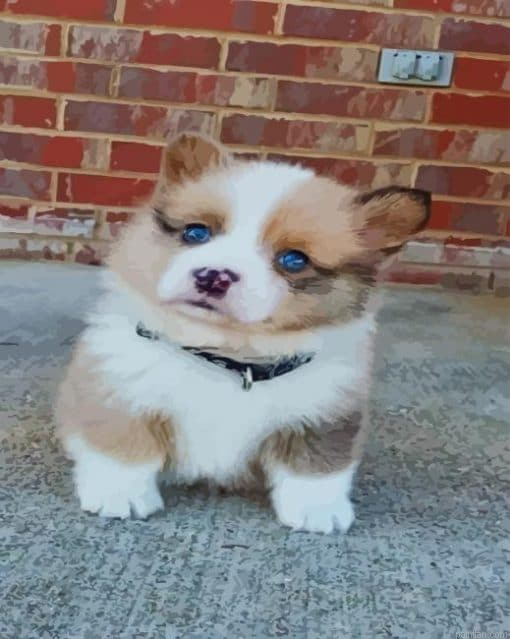Cute Puppy Husky Paint By Numbers.png
