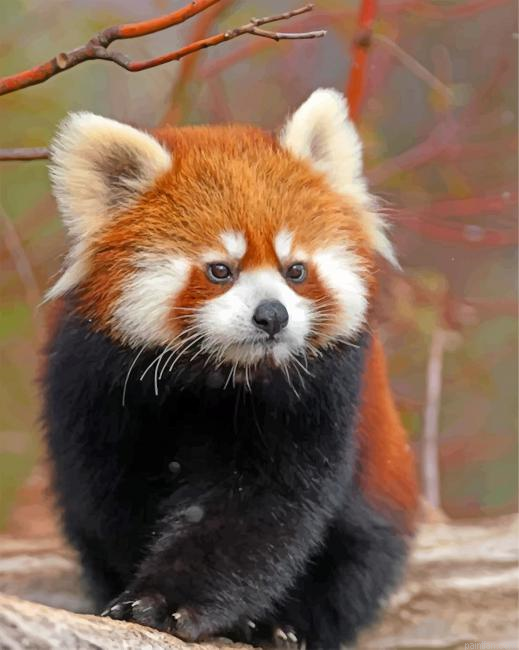 Cute Red Panda Paint By Number.png
