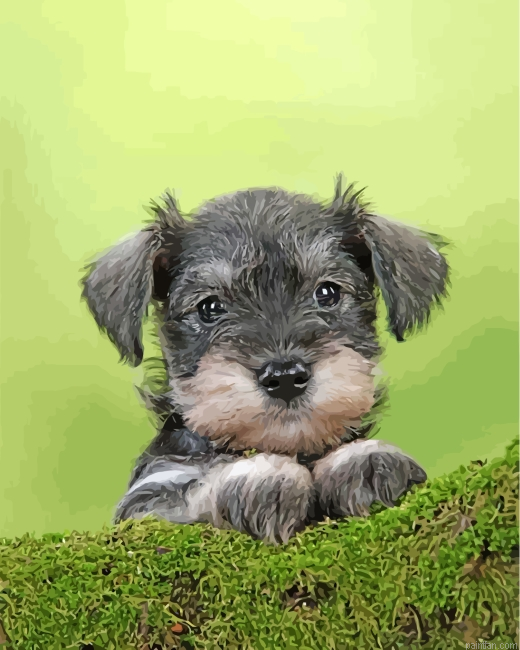 Cute Schnauzer Paint By Number.png