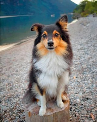 Cute Sheltie Paint By Number.png