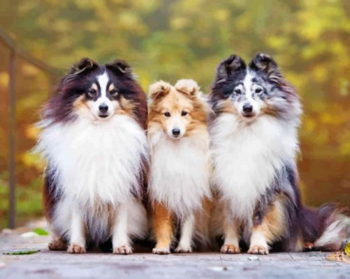 Cute Shelties Dogs Paint By Number.png