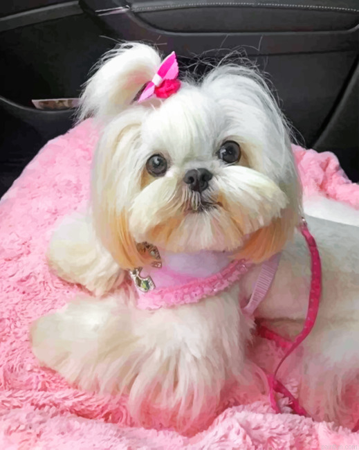 Cute Shih Tzu Paint By Number.png