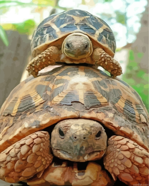Cute Turtle And Tortoise Paint By Numbers.png