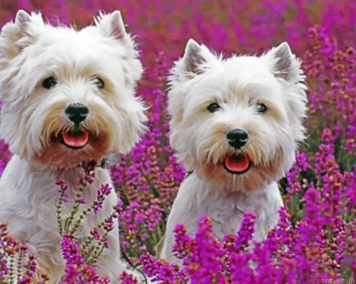 Cute West Highland Terriers Paint By Number.png