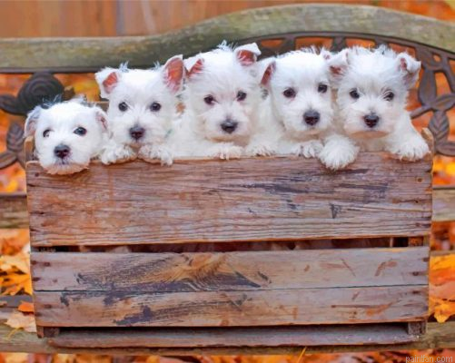 Cute Westie Puppies Paint By Number.png