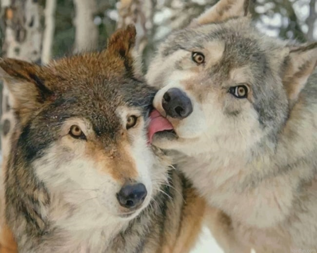 Cute Wolves New Paint By Numbers.png