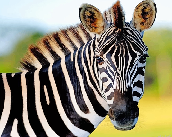 Cute Zebra New Paint By Numbers.png