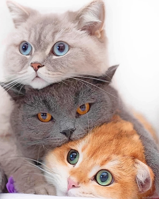 Cute Kitties New Paint By Number.png