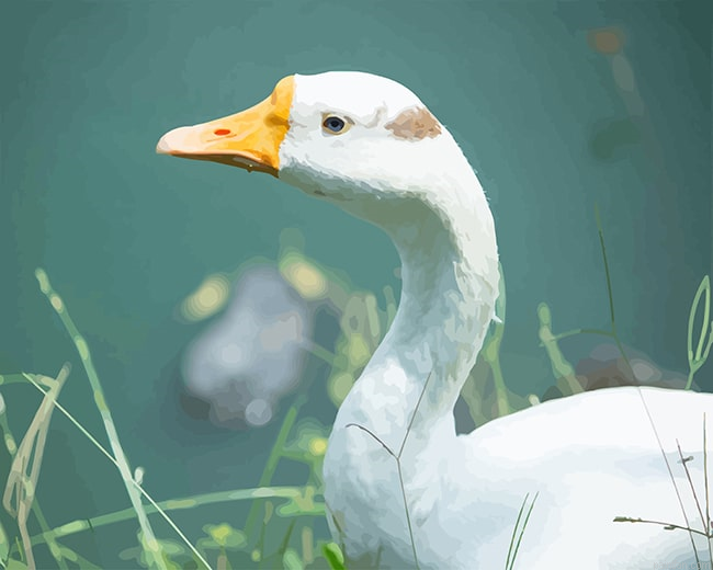 Cute White Duck New Paint By Numbers.png