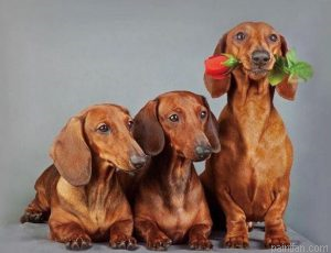 Dachshund Dogs Paint By Numbers.png