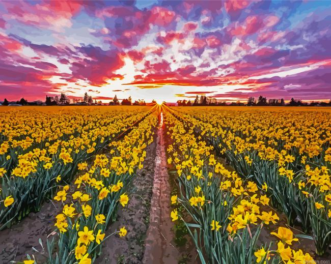 Daffodils Field At Sunset Paint By Numbers.png