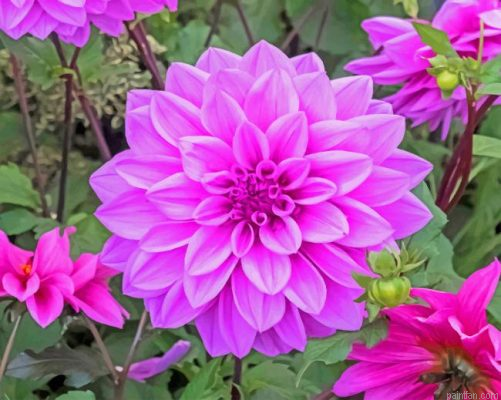 Dahlia Lilac Paint By Number.png