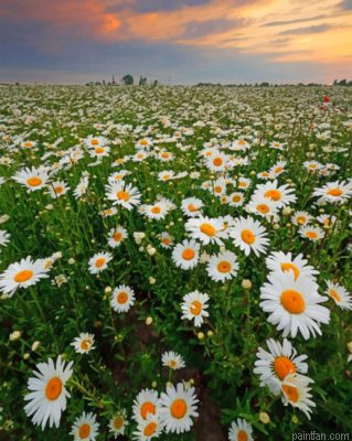 Daisy Field Paint By Number.png
