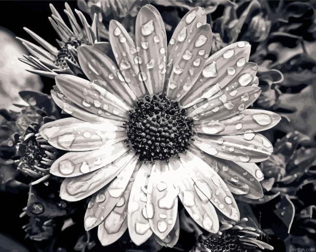 Daisy Water Drops Paint By Numbers.png