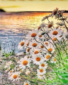 Daisy On Lakeside Paint By Numbers.png