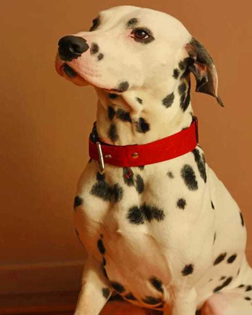 Dalmatian Breed Dog Paint By Number.png