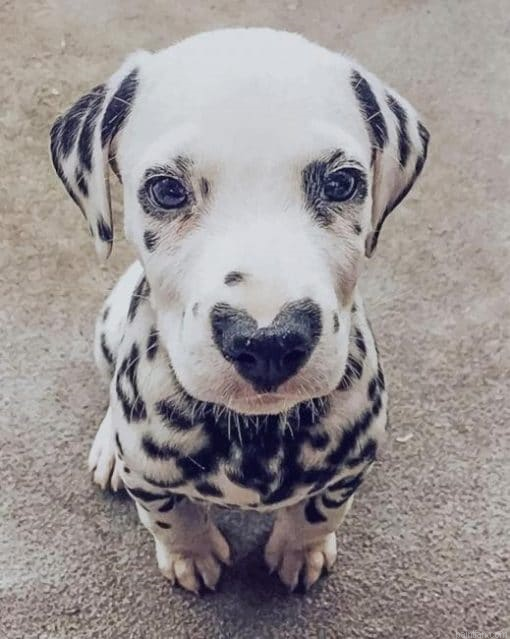 Dalmatian With Heart Nose Paint By Number.png