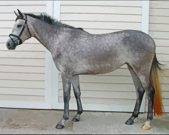 Dark Grey Horse Paint By Numbers.png