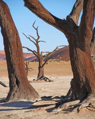 Dead Tree Desert Paint By Number.png