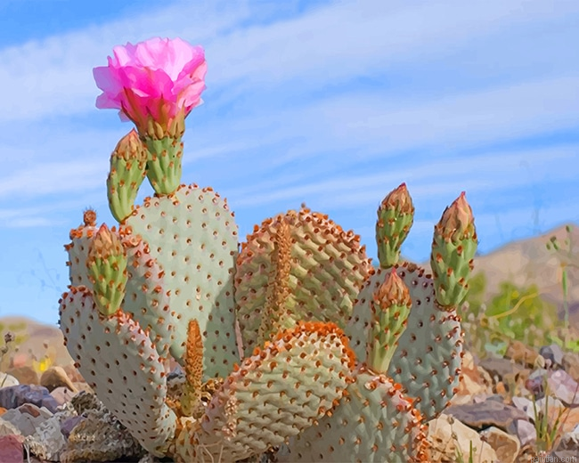 Death Valley Cactus New Paint By Numbers.png