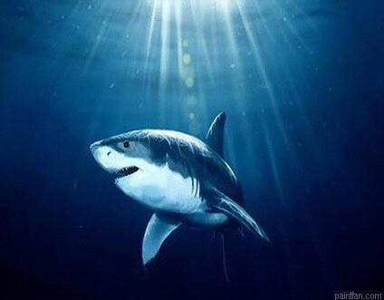 Deep Shark Paint By Numbers.png