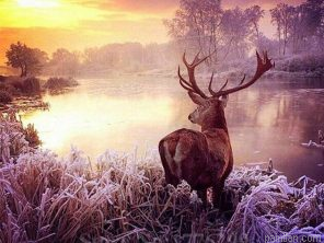 Deer By River Paint By Numbers.png