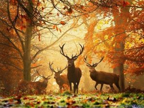 Deers In Forest Paint By Numbers.png