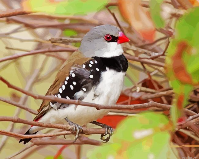 Diamond Firetail Paint By Numbers.png