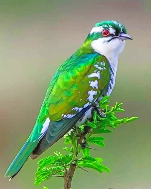 Diederik Cuckoo Bird New Paint By Numbers.png