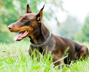 Doberman Dog Paint By Numbers.png