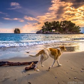 Dog By The Beach Paint By Numbers.png