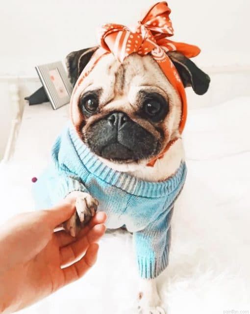 Dog Girly Pug Paint By Number.png