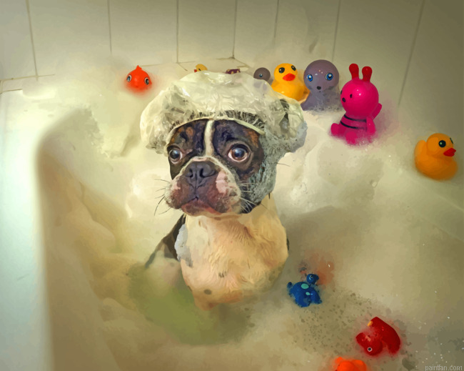 Dog In Bath Paint By Number.png