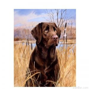 Dog In Grass Paint By Numbers.png