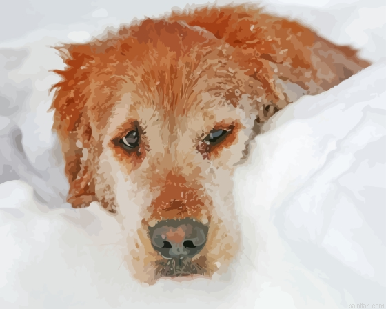 Dog In Snow Paint By Numbers.png