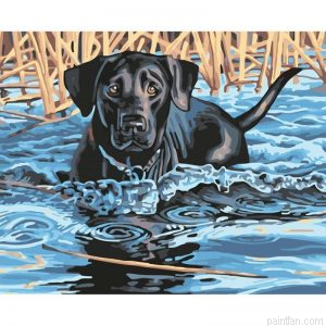 Dog Swimming Paint By Numbers.png