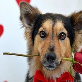 Dog With Rose Paint By Numbers.png