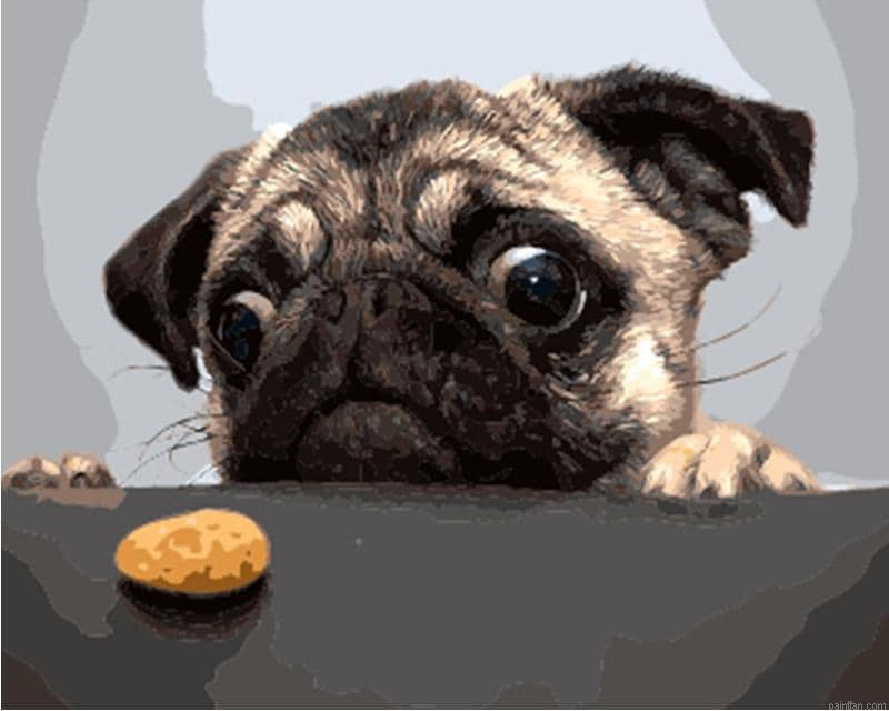Dog And Cookie Paint By Numbers.png