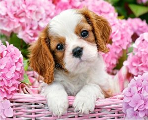 Dog In Flowers Paint By Numbers.png