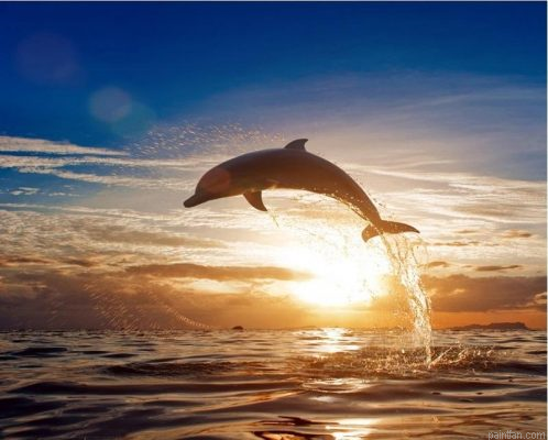Dolphin Animals Paint By Numbers.png