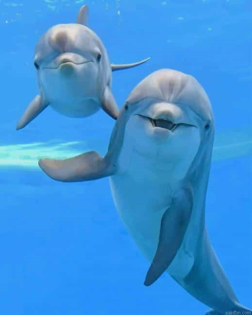 Dolphins New Paint By Numbers.png