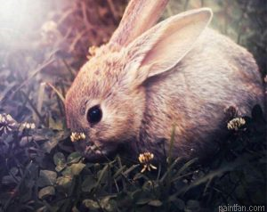 Domestic Rabbit Paint By Numbers.png