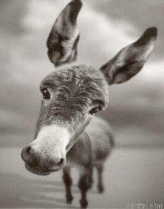 Donkey Animals Paint By Numbers.png