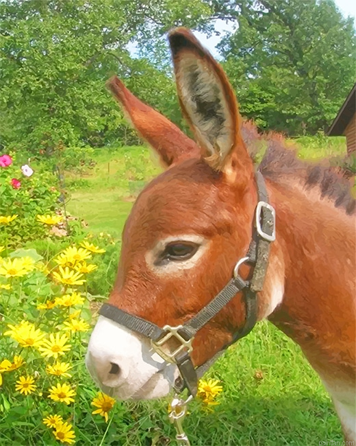 Donkey In Flowers Field New Paint By Numbers.png